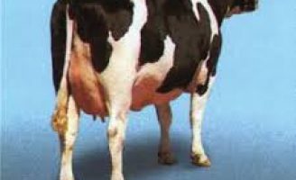 Vacas de leite bem alimentadas com a ração correta aumentam a produção