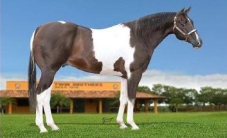 O cavalo que já ganhou mais de 300 mil em prêmios