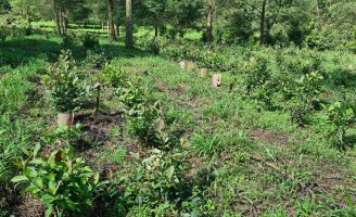 Novo sistema de cultivo de erva-mate pode aumentar a produtividade em 160% nos primeiros anos