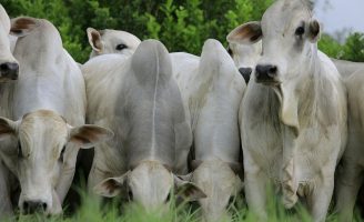 Uma ferramenta especial pretende mudar o cenário da criação de gado de corte