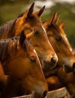 Chegou a hora dos criadores de cavalos Quarto de Milha planejarem o sistema de alimentação para o início da estação de monta