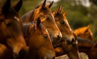Chegou a hora dos criadores de cavalos Quarto de Milha planejarem o sistema de alimentação para o início da estação de monta