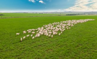 Estudos visam simplificar a rastreabilidade bovina no Brasil para oferecer mais qualidade da carne