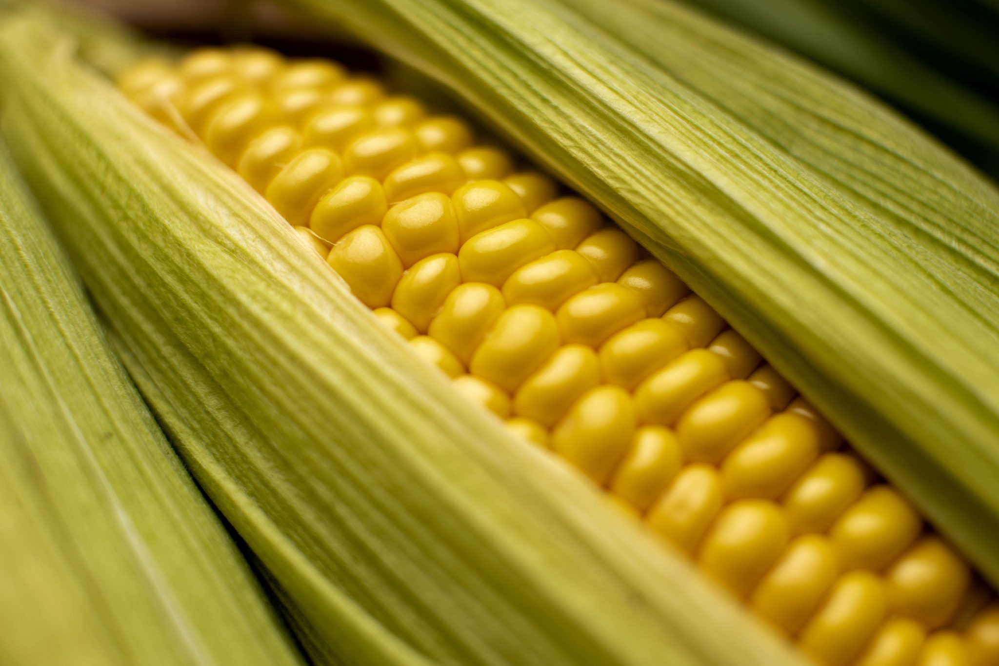O milho é considerado uma das maiores commodities do agronegócio do ...