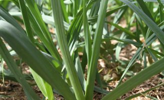 A história do cultivo de alho no Brasil e no mundo