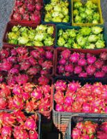 Mais informações sobre as cinco novas cultivares de pitaya da Embrapa