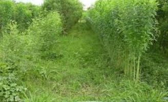 Enriquecer o solo com adubo verde aumenta o teor de matéria orgânica