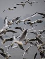 Primeiro caso de influenza aviária em aves silvestres registrado no Rio Grande do Sul