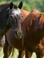 Uma feira para o cavalo que pode movimentar muitos milhões de reais