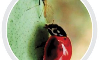 Manejo fitossanitário para controle em cultivos consorciados