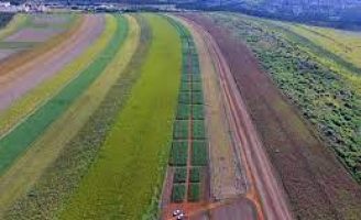Produtores brasileiros ganham novas sementes de sorgo e milho mais produtivas