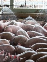 Produtores de Alagoas estão vacinando todos os suínos contra a Peste Suína Clássica