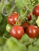 Novidade para os produtores de tomate: o fruto pode crescer mais com uso de bactérias