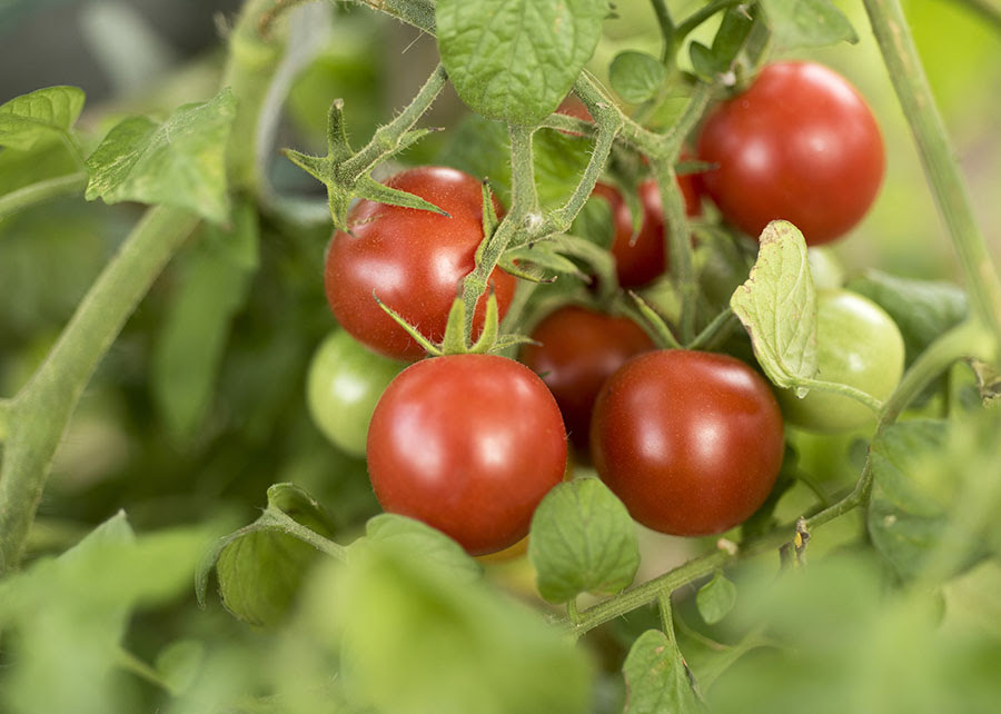 Novidade para os produtores de tomate: o fruto pode crescer mais com uso de bactérias