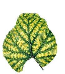 Um micronutriente indispensável para solo, plantas e meio ambiente