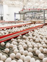 Um recorde nas exportações de ovos produzidos no Brasil
