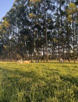 Está comprovado: a presença de árvores melhora qualidade da pastagem