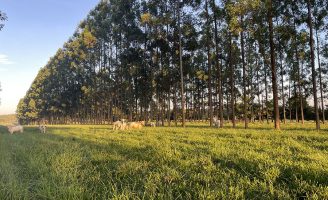 Está comprovado: a presença de árvores melhora qualidade da pastagem