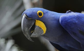 Uma campanha para combater o trafego de animais silvestres, a caça e a pesca ilegais