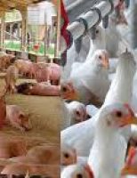Crescem as exportações de carne de frango e de porco do Brasil
