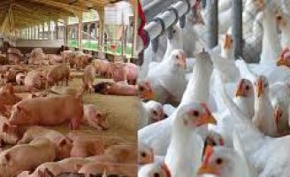 Crescem as exportações de carne de frango e de porco do Brasil