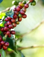 Cafeicultores usam fungos para proteger a lavoura do ataque de pragas