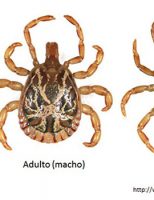 Importantes dicas para prevenção contra a febre maculosa transmitida pelo carrapato estrela