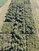 Reflorestamento: plantadas mais de 29 mil mudas de Mata Atlântica