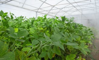 Cientistas avançam nos estudos para controle do fungo causador da ferrugem da soja