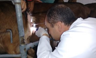 Criar caprinos com rebanho melhorado e com inseminação mais produtiva