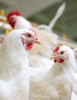 Alerta aos donos de granjas: o uso de eletrólitos na produção aves deve ser constante