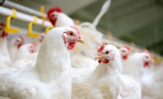 Alerta aos donos de granjas: o uso de eletrólitos na produção aves deve ser constante