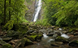 A importância das florestas para o meio ambiente