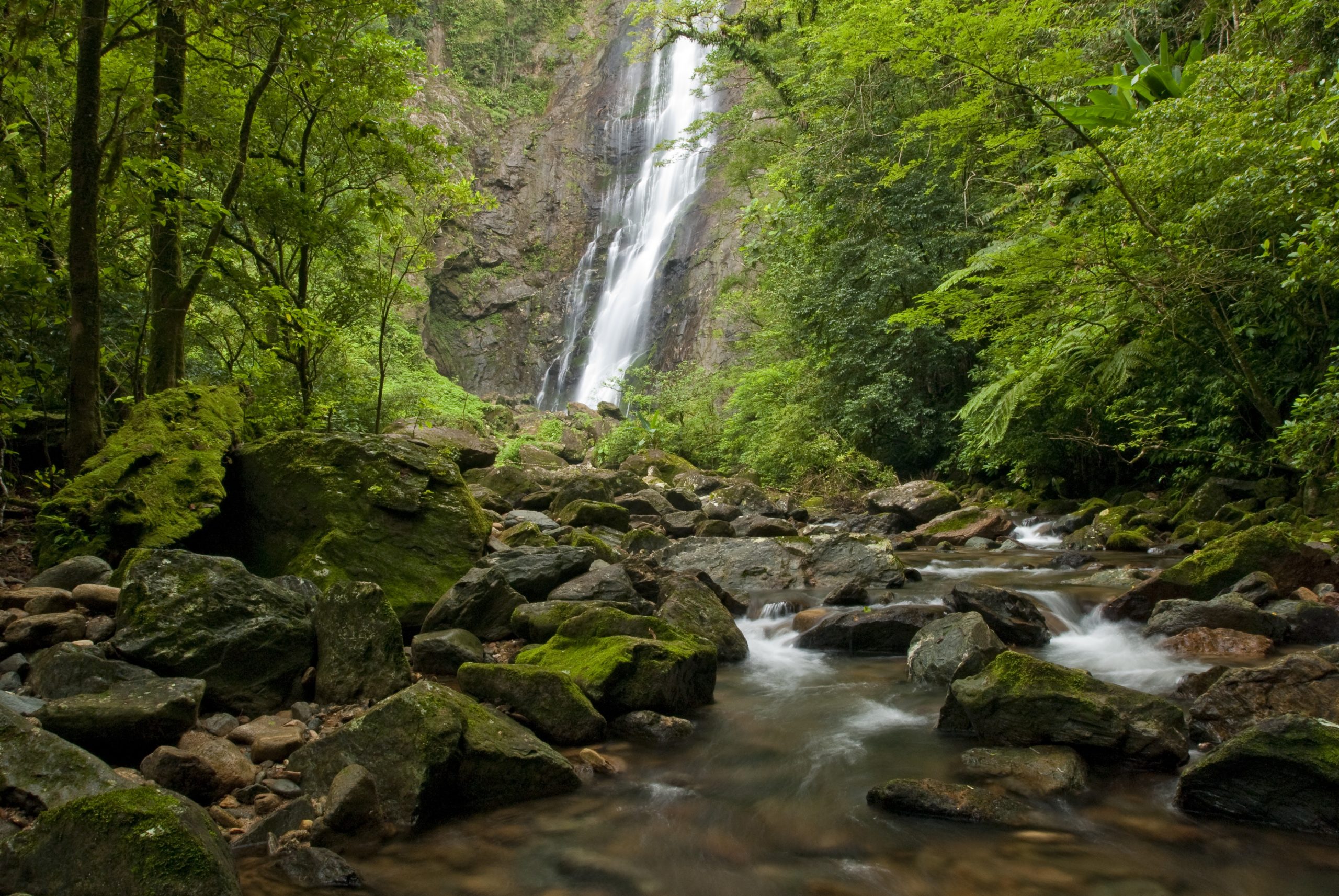 A importância das florestas para o meio ambiente