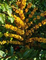 O café Bourbon, um produto especial cultivado no Brasil