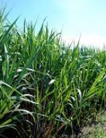 O Centro-Sul do Brasil tem crescimento de 19% na safra da cana