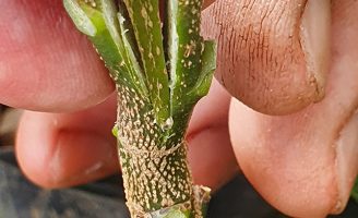 A importância do enxerto para o desenvolvimento de novas plantas