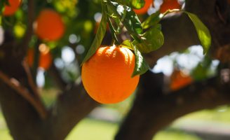 Uso de fungos para combater o ataque do psilídeo nas plantações de citrus
