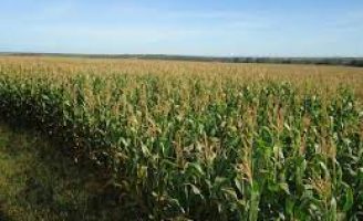 Estudos evidenciam o crescimento do etanol de milho na produção de biocombustíveis em todo o mundo