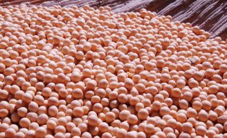 Uso de inoculantes nas plantações de soja fazem a produção crescer 6%
