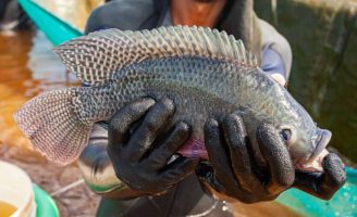 Tilápias criadas em tanques ficam mais saudáveis com um suplemento alimentar à base de fígado de aves
