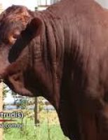 Melhore os índices de prenhez nas vacas cuidando da saude genital dos touros