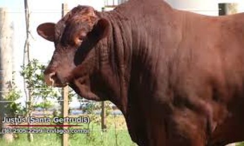 Melhore os índices de prenhez nas vacas cuidando da saude genital dos touros