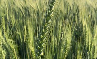 Uma semente de trigo safrinha própria para cultivo no cerrado do Brasil central