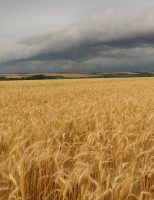 Produtores de trigo devem adotar boas práticas de manejo para reduzir os efeitos do El Niño nas plantações