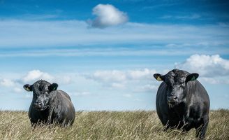 Touros da raça Angus podem transmitir características para melhor aproveitamento alimentar