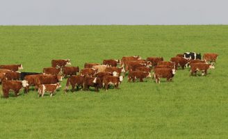 Nova tecnologia: Calculadora mostra ao produtor quais os melhores cruzamentos para o rebanho