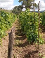 Mais qualidade para o cultivo de variedades crioulas de abóbora e inhame em Alagoas