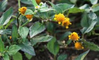 Você sabia que as plantas sentem frio? Então veja o que fazer para protege-las no inverno