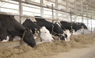 O rebanho leiteiro precisa ser melhor alimentado em várias fases da vida